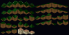 Sporbs_forest_tileset1.PNG